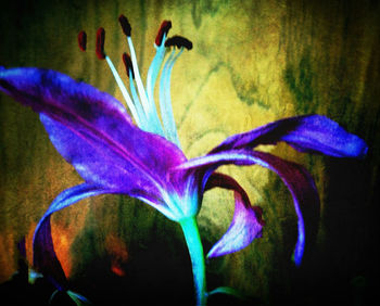 Close-up of purple flowers