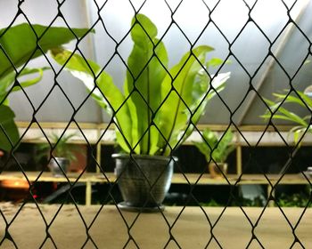 Close-up of chainlink fence