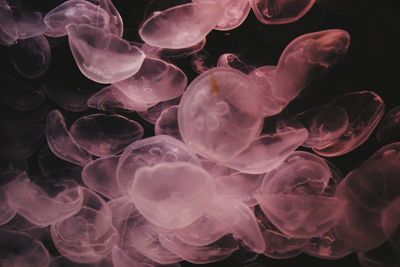 Close-up of jellyfish in water