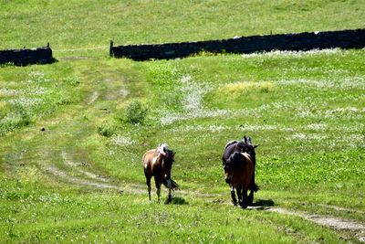 Horses in a field