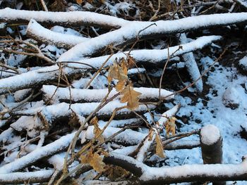 Close-up of frozen tree