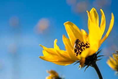 Close-up of insect on yellow flower against sky