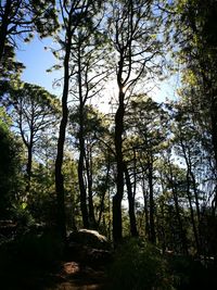 Low angle view of trees against sky