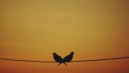 Low angle view of silhouette bird perching on branch
