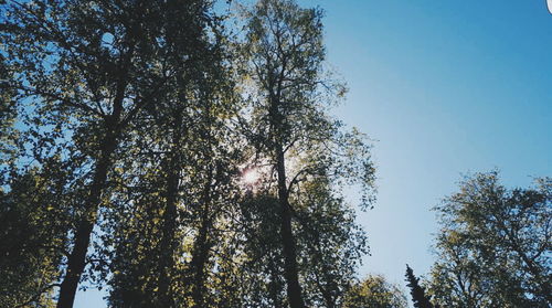 Low angle view of trees against blue sky