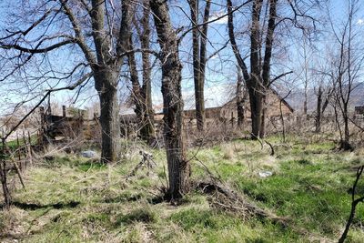 Bare trees in forest