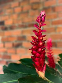 Close-up of red flowering plant against wall