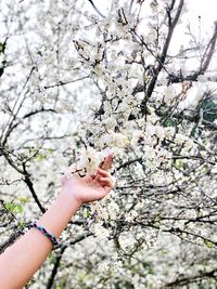 Cropped hand touching cherry blossom flowers 