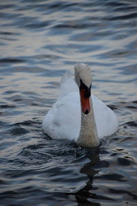 Close-up of swan swimming in lake