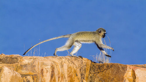 Low angle view of monkey on rock against blue sky