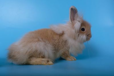 Close-up of a rabbit over blue background