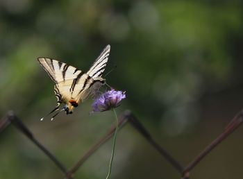 Close-up of butterfly pollinating on purple flower