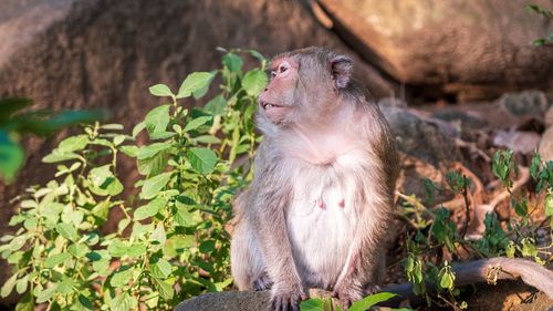 Monkey sitting on a plant