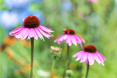 Close-up of pink flower