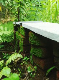 Close-up of plants