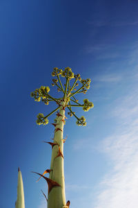 Low angle view of flowering plant against blue sky