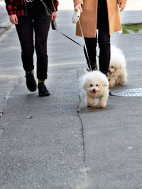 White bichon frize dogs walk on a leash.