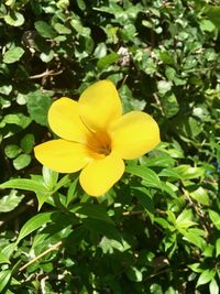 Close-up of yellow flower blooming outdoors