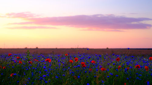 View of poppies growing on field against sky during sunset