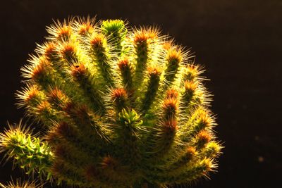 Close-up of cactus plant