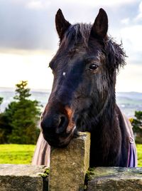 Close-up of a horse