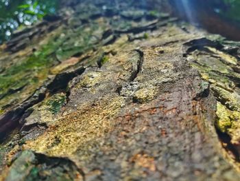 Close-up of moss growing on tree trunk