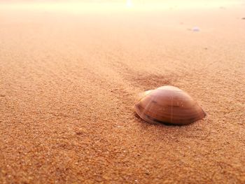 Close-up of snail on sand at beach