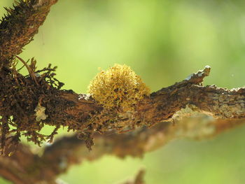 Close-up of branch against sky