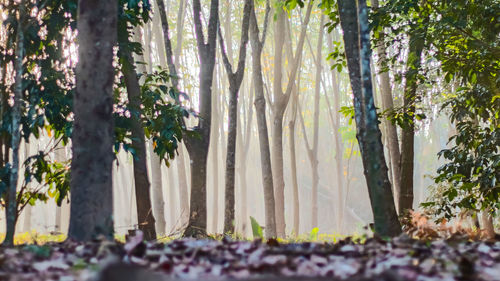 Trees in forest