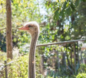Close-up of a bird