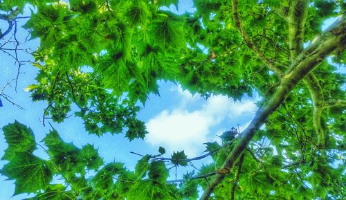 Low angle view of trees