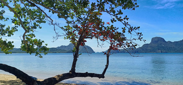 Tree by sea against sky