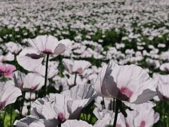 Close-up of pink flowering plants on field