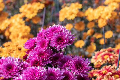 Close-up of pink flowering plants