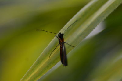 Close-up of grasshopper