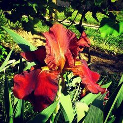 Close-up of red flowers