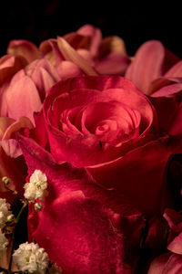 Close-up of red roses against black background