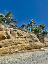 palm tree