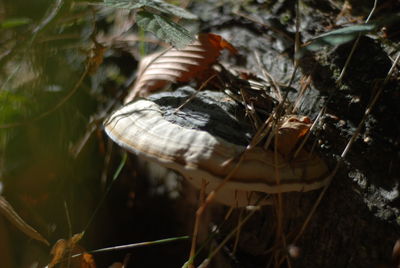 Close-up of butterfly on plant in forest