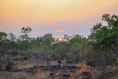 Plants and trees against sky during sunset