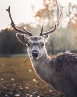 Close-up portrait of antler