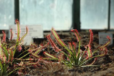 Close-up of plants against blurred background