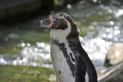 Close-up of bird