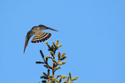 Low angle view of bird flying over plant against clear blue sky