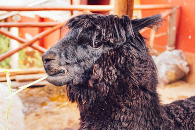 Close-up of alpaca eating hay in animal pen