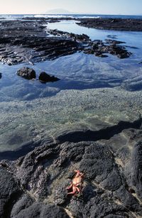 High angle view of crab on rock by sea