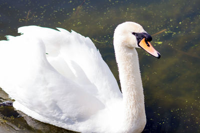 Close-up of swan swimming on lake