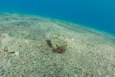 View of fish underwater