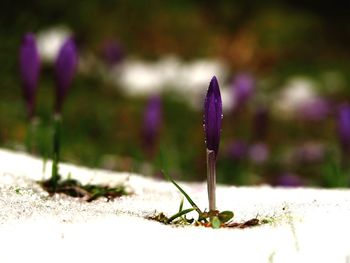 Close-up of purple flower