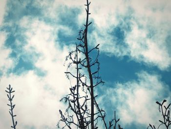 Low angle view of bare tree against sky